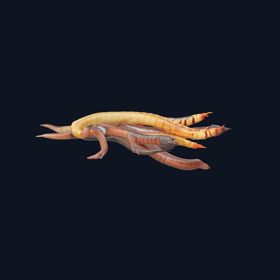 Colorful Centipede Model Pack